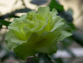 Роза чайно-гибридная "Лимбо" (Limbo®) (саженец класса АА+) высший сорт  - фото 7