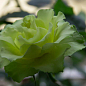 Троянда чайно-гібридна "Лімбо" (Limbo®) (саджанець класу АА +) вищий сорт