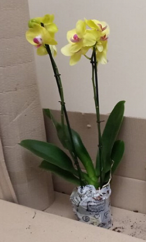 Орхидея (Phalaenopsis) "Lemon" - фото 4