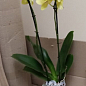 Орхідея (Phalaenopsis) "Lemon"