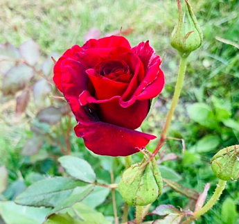 Троянда плетиста "Don Zuan" (саджанець класу АА +) вищий сорт - фото 3