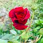 Троянда плетиста "Don Zuan" (саджанець класу АА +) вищий сорт цена