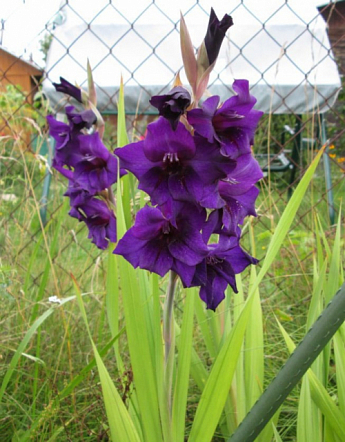 Гладіолус "Purple Flora" 3шт - фото 2