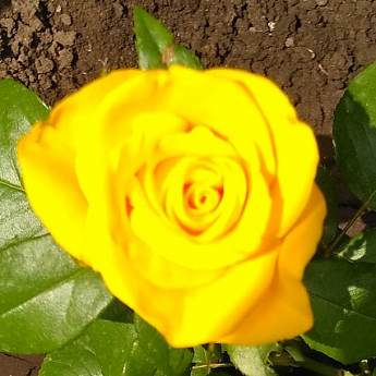 Троянда чайно-гібридна "Ландора" (саджанець класу АА +) вищий сорт - фото 3