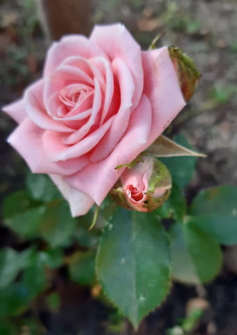 Троянда дрібноквіткова (спрей) "Грація рожева" (саджанець класу АА +) вищий сорт - фото 4