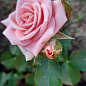 Троянда дрібноквіткова (спрей) "Грація рожева" (саджанець класу АА +) вищий сорт