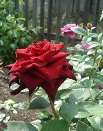 Роза чайно-гибридная "Черная магия" (саженец класса АА+) высший сорт - фото 3