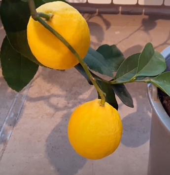 Лимон "Мейера" (саженец 2 года) - фото 3
