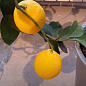 Лимон "Мейера" (саженец 2 года) цена