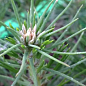 Сосна Чорна Японська (ідеальна для бонсай) "Pinus Thunbergii" (горщик P9)