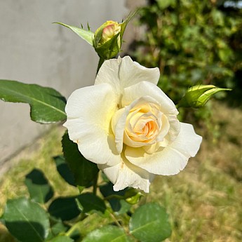 Ексклюзив! Троянда плетиста зеленувато-біла "Келін" (Calin) (преміальний сорт, з величезними, густомахровими квітками) - фото 3