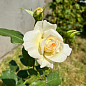 Ексклюзив! Троянда плетиста зеленувато-біла "Келін" (Calin) (преміальний сорт, з величезними, густомахровими квітками) цена