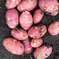 Картопля "Еволюшен" насіннєва рання (1 репродукція) 1кг цена