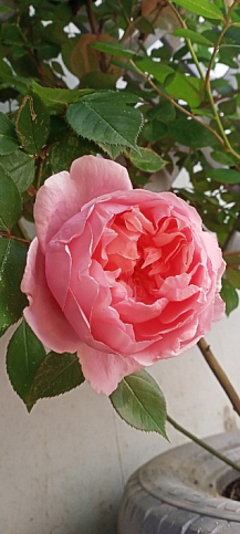 Троянда англійська плетиста "Солодкий поцілунок" (саджанець класу АА +) вищий сорт - фото 4