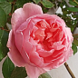 Роза английская плетистая "Сладкий поцелуй" (саженец класса АА+) высший сорт