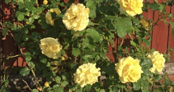 Троянда плетиста "Римоза" (саджанець класу АА +) вищий сорт - фото 3