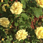 Роза плетистая "Римоза" (саженец класса АА+) высший сорт цена
