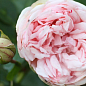 Роза кустовая " Брайдал Пиано" (BRIDAL PIANO) (саженец класса АА+) высший сорт