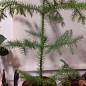 Араукария (Araucaria heterophylla) комнатная ель