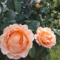 Роза плетистая "Полька" (саженец класса АА+) высший сорт цена