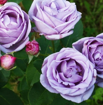 Ексклюзив! Троянда плетиста пурпурно-рожева "Ван Лав" (One Love) (саджанець класу АА +, преміальний ароматний сорт) - фото 3