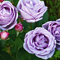 Эксклюзив! Роза плетистая пурпурно-розовая "Ван Лав" (One Love) (саженец класса АА+, премиальный ароматный сорт) цена