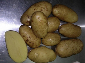 Картопля "Констанс" насіннєва рання (1 репродукція) 1кг - фото 2