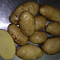 Картопля "Констанс" насіннєва рання (1 репродукція) 1кг купить