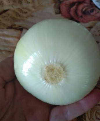 Голландский лук-севок 0.5кг (арбажейка) средне-ранний, белый "White Globe" - фото 2