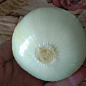 Голландский лук-севок 0.5кг (арбажейка) средне-ранний, белый "White Globe" купить