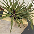 Тілландсия атмосферна "Іонанта" (Tillandsia Ionantha)