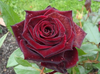 Троянда чайно-гібридна "Блек Меджик" (саджанець класу АА +) вищий сорт - фото 3