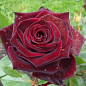 Роза чайно-гибридная "Блек Меджик" (саженец класса АА+) высший сорт цена