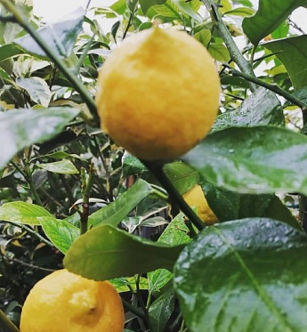 Лимон "Павловський" - фото 3