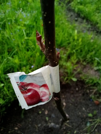 Яблоня красномясая "Эра" (зимний сорт, поздний срок созревания) - фото 2