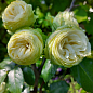 Троянда кущова "Веддінг Піано" (WEDDING PIANO) (саджанець класу АА +) вищий сорт