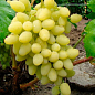 Виноград "Довгоочікуваний" (кишмиш, дуже ранній термін дозрівання, стабільно високий рівень врожайності) цена