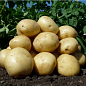 Картопля "Орла" насіннєва рання (1 репродукція) 1кг цена