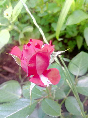 Троянда "Російська Рулетка" (саджанець класу АА +) вищий сорт - фото 4