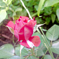 Троянда "Російська Рулетка" (саджанець класу АА +) вищий сорт