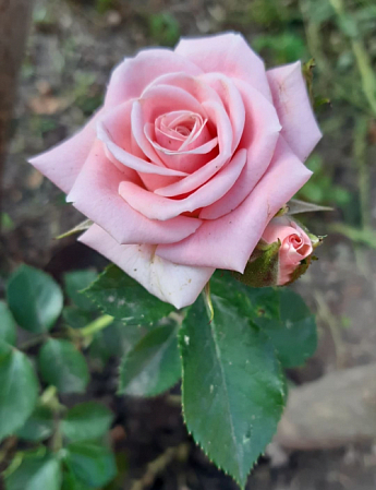 Троянда дрібноквіткова (спрей) "Грація рожева" (саджанець класу АА +) вищий сорт - фото 3