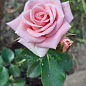 Троянда дрібноквіткова (спрей) "Грація рожева" (саджанець класу АА +) вищий сорт цена
