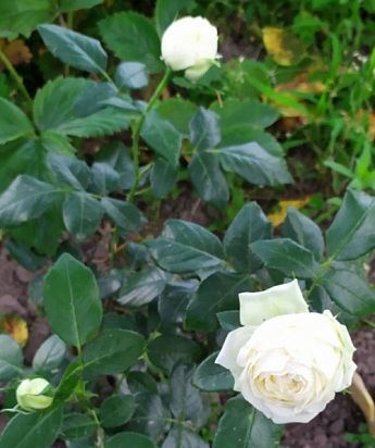Роза кустовая "Вайт Пиано" (WHITE PIANO) (саженец класса АА+) высший сорт - фото 4