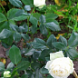 Троянда кущова "Вайт Піано" (WHITE PIANO) (саджанець класу АА +) вищий сорт