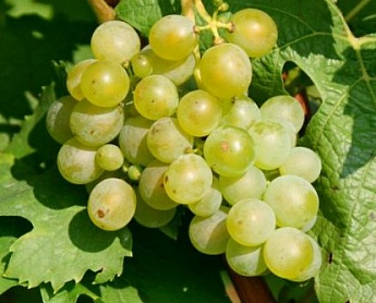 Виноград "Кеша" (раннесреднего термін дозрівання, дає великий урожай з одного куща) - фото 3