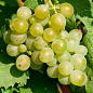 Виноград "Кеша" (раннесреднего термін дозрівання, дає великий урожай з одного куща) цена
