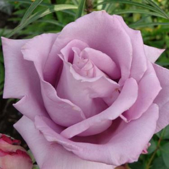 Роза чайно-гибридная "Голубой нил" (саженец класса АА+) высший сорт - фото 3