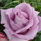 Роза чайно-гибридная "Голубой нил" (саженец класса АА+) высший сорт цена