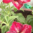 Петунія ампельна Crazytunia "Mandeville" (контейнер №10, висота 10-15см) цена