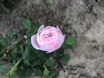 Роза флорибунда "Peony Pink"(Пиони Пинк) - фото 7